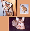 Desmond & Tracy's Gizmo